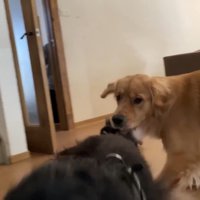るこる君は大喜び♪