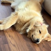 寂しそうな大型犬