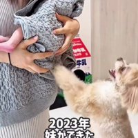 とろろちゃんに妹ができた！