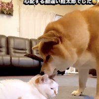 猫を気遣う犬