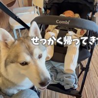 帰ってきたいちみちゃん