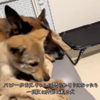 DAZくんの隣に来た子犬