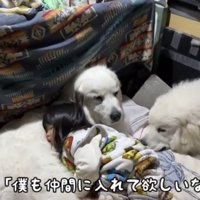 眠る子どもに近づく犬