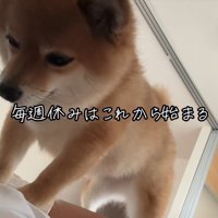 愛犬のあずきちゃん♡