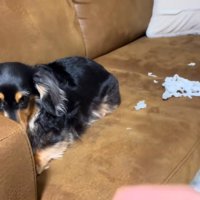 指をさされるまるちゃん