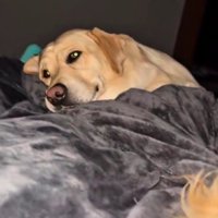 待ちに待った添い寝