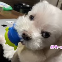 「あれ、もう動画終わってた？」