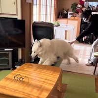 お風呂に入れたいパパVSドレミちゃん