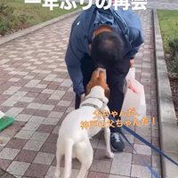 足元に擦り寄る犬