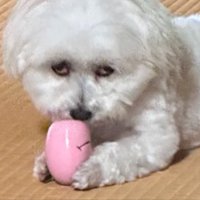 別犬