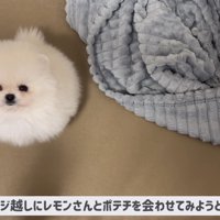 ポテチくんとレモンさんの初対面
