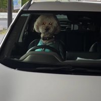 タクシー運転手のよう