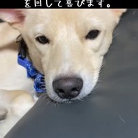 眠そうなわんこ
