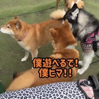 犬たちに囲まれる柴犬
