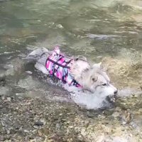 初めての川もへっちゃら！