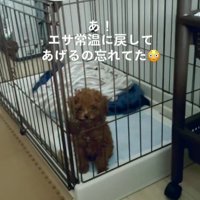 ご飯が遅れた時のむぎ君2