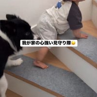 赤ちゃんを見守るヒマちゃん2