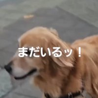 コンビニの方を見つめる犬