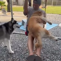 ブランコに乗るおもちくん