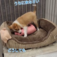 お迎えを決意
