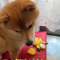 おもちゃが壊れて悲し気な柴犬