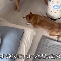 結局、女の子のそばですやすや…♪