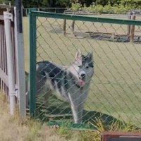 少し舌を出して立つ犬