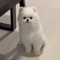 オスワリができた犬2