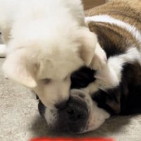 大型犬の鼻先に顔を近づける子犬