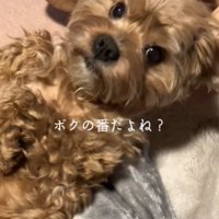 カメラ目線の犬2