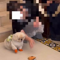 おもちゃで気を引くも…