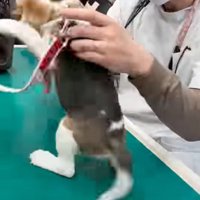 暴れる犬