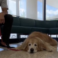 床に伏せる犬