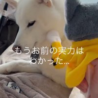 パンチするおもちゃVSだい吉くん8
