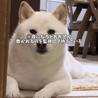 部屋の入り口からこちらを見つめる犬