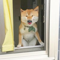 ハルちゃんの独特なお出迎え