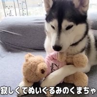 はっちゃんは寂しそう