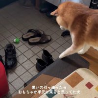 おもちゃが玄関に落下