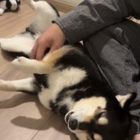 仰向けでくつろぐ犬