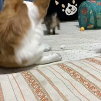 走っていく子猫を見るコーギー