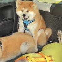 狭い場所で笑う犬