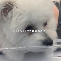 ケージの中で顎を床に置いている犬
