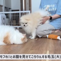 「モフれ！」