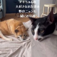 室内で寝そべる犬と猫
