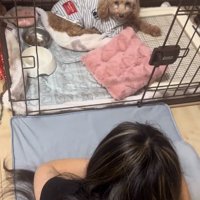 ケージの隅にいるモカちゃん