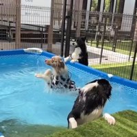 シンクロみたいなラルくん