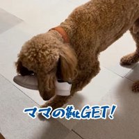 アンディくんの熱烈歓迎3