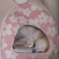 伸びをするこまりちゃん