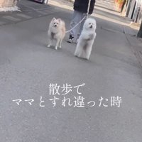 立ち上がって女性にアピールするビションフリーゼと、お座りをして見つめているポメラニアン