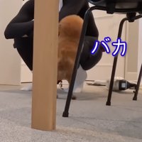 男性にジャンプする茶色い犬